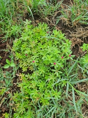 Portulaca amilis