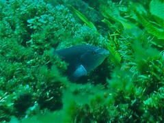 Anampses geographicus