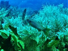 Olisthops cyanomelas