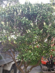 Anoplaspis metrosideri