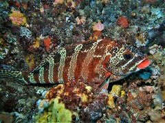 Goniistius rubrolabiatus