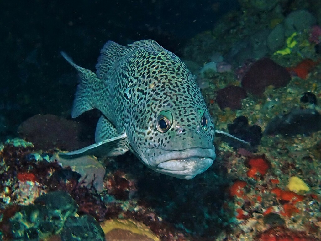 Leopard wirrah (Acanthistius pardalotus) — Serranidae