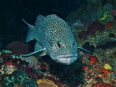 Acanthistius pardalotus