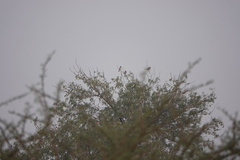Gymnoris xanthocollis