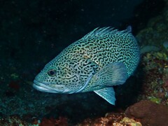 Acanthistius pardalotus