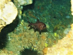 Trachichthys australis