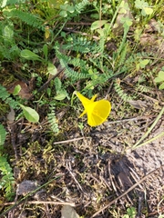 Narcissus obesus