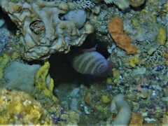 Hypoplectrodes wilsoni