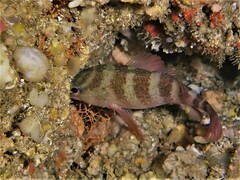 Hypoplectrodes wilsoni