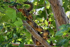 Sciurus niger