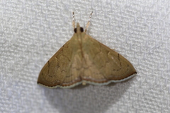 Hyalobathra
