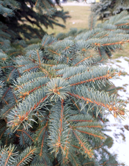 Picea pungens