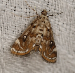 Parapoynx polydectalis