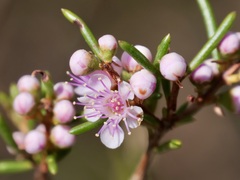 Hypocalymma strictum