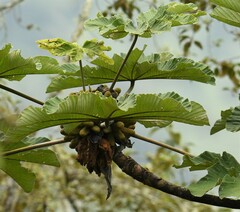 Cecropia peltata