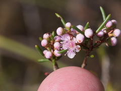 Hypocalymma strictum