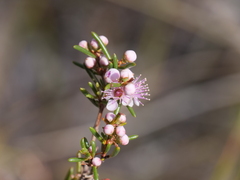 Hypocalymma strictum
