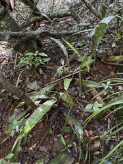 Sansevieria concinna