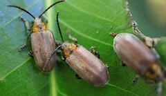 Poneridia semipullata