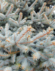 Picea pungens