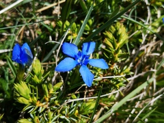 Gentiana verna