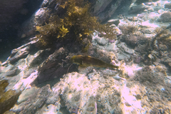 Heteroscarus acroptilus