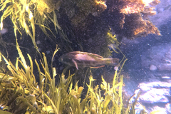 Heteroscarus acroptilus