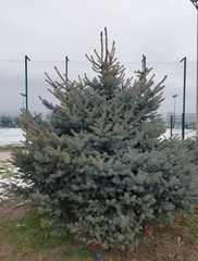 Picea pungens
