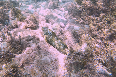 Aplodactylus lophodon