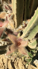 Stapelia grandiflora