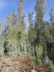 Tamarix