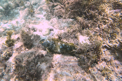 Aplodactylus lophodon