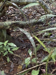 Sansevieria concinna