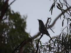 Anthochaera chrysoptera chrysoptera