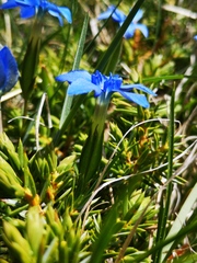Gentiana verna