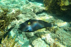 Eubalichthys bucephalus