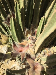 Stapelia grandiflora
