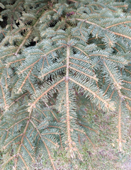 Picea pungens