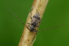 Leiopus femoratus