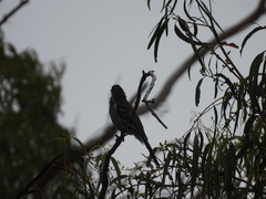 Anthochaera chrysoptera chrysoptera