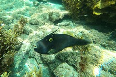 Eubalichthys bucephalus