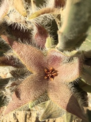 Stapelia grandiflora