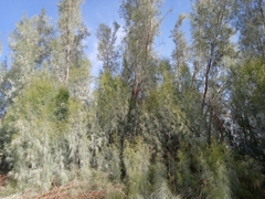 Tamarix