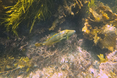 Meuschenia trachylepis
