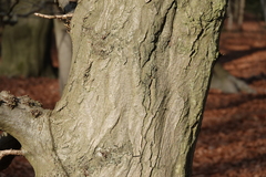 Carpinus betulus