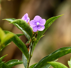 Brunfelsia pauciflora