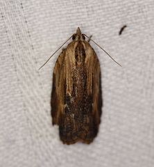 Cryptoptila immersana