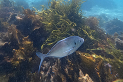 Pseudocaranx georgianus