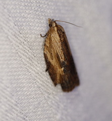 Cryptoptila immersana