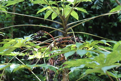 Araliaceae